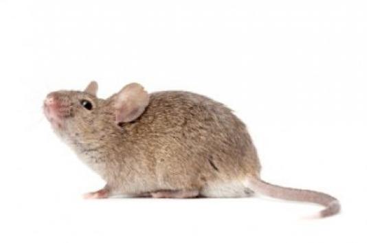 К чему снятся мыши в большом количестве?