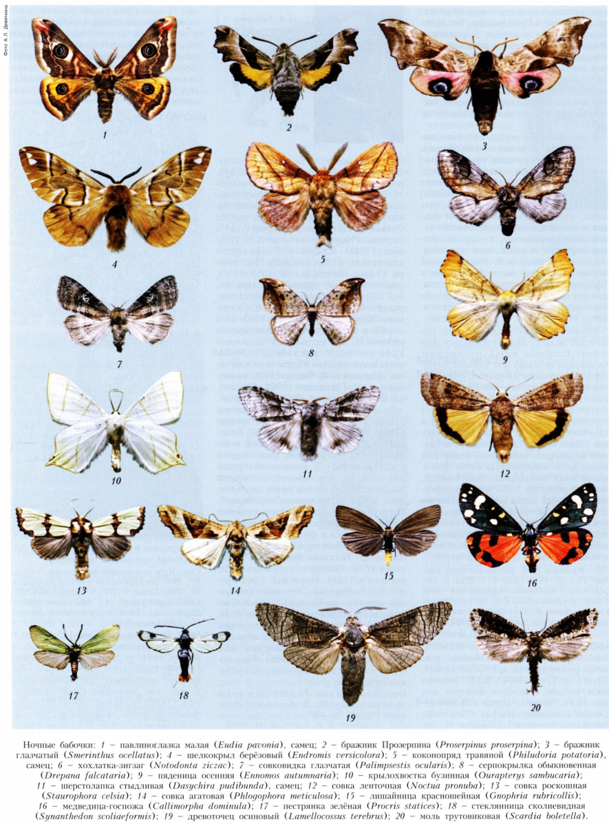 Разные виды бабочек и их названия с фото