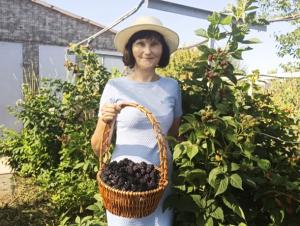 Как избавиться от ос в саду?