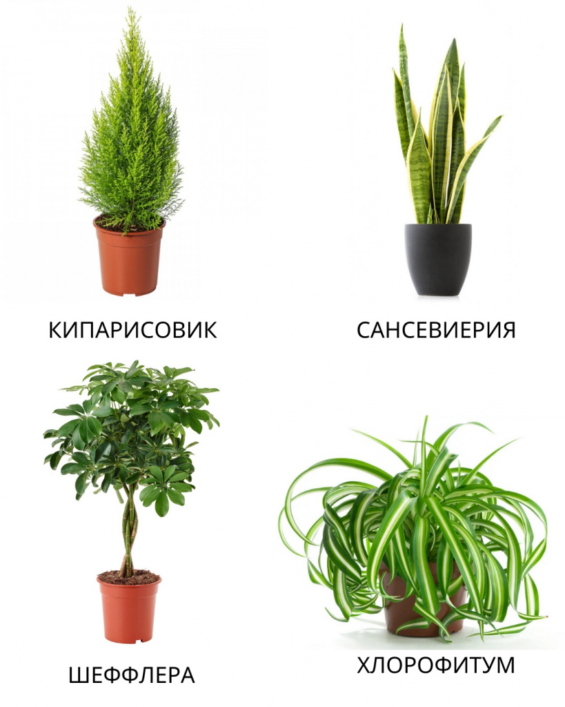 Комнатные растения для очистки воздуха