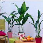 Неприхотливые тенелюбивые комнатные растения: названия и фото Домашние растения которые не любят солнце
