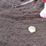 Основные хитрости посадки чеснока на зиму для получения большого урожая