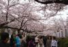 Япония: когда цветет сакура День цветения сакуры